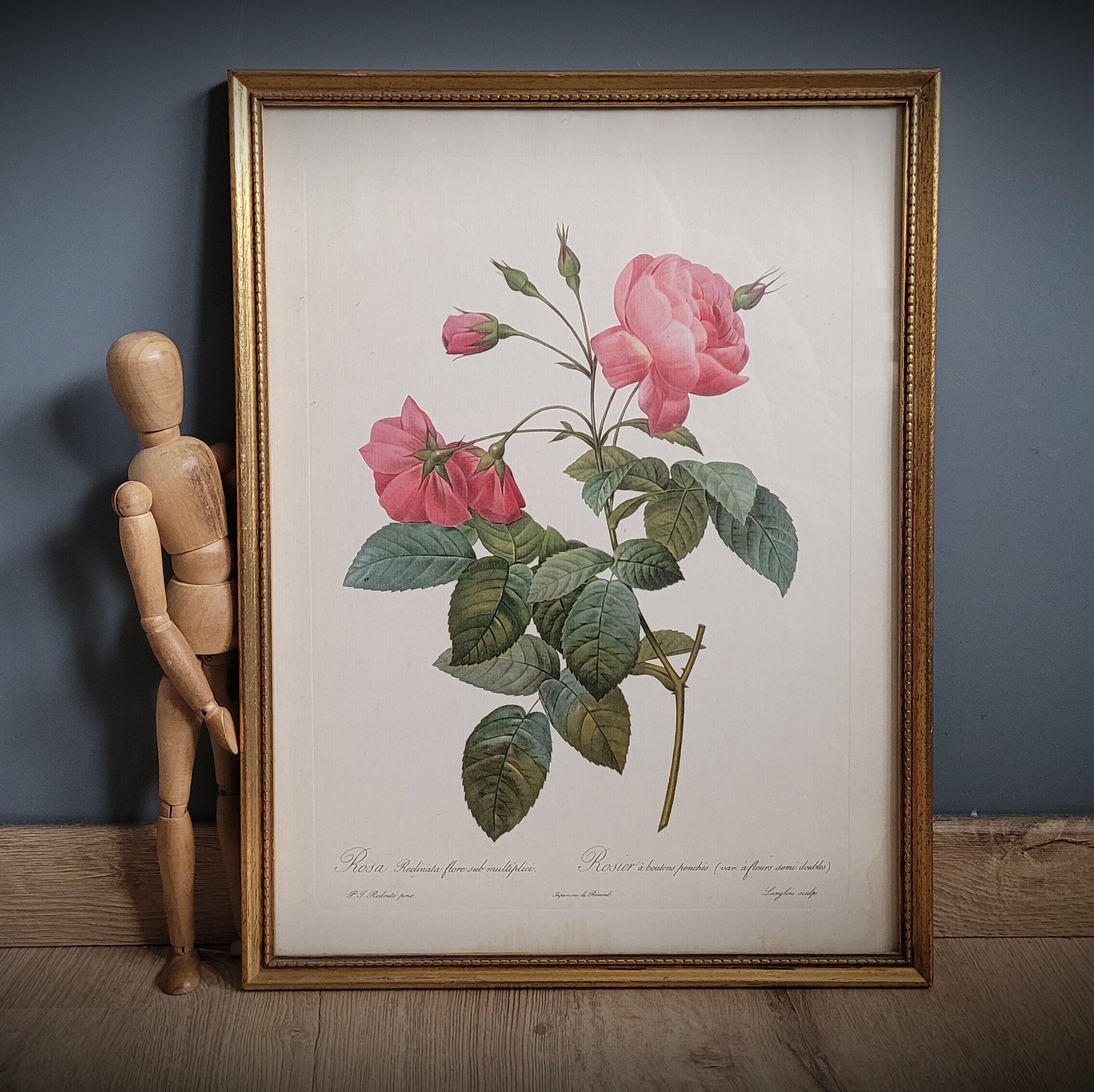 Lithograph frame rose semi double leaning buttons 43