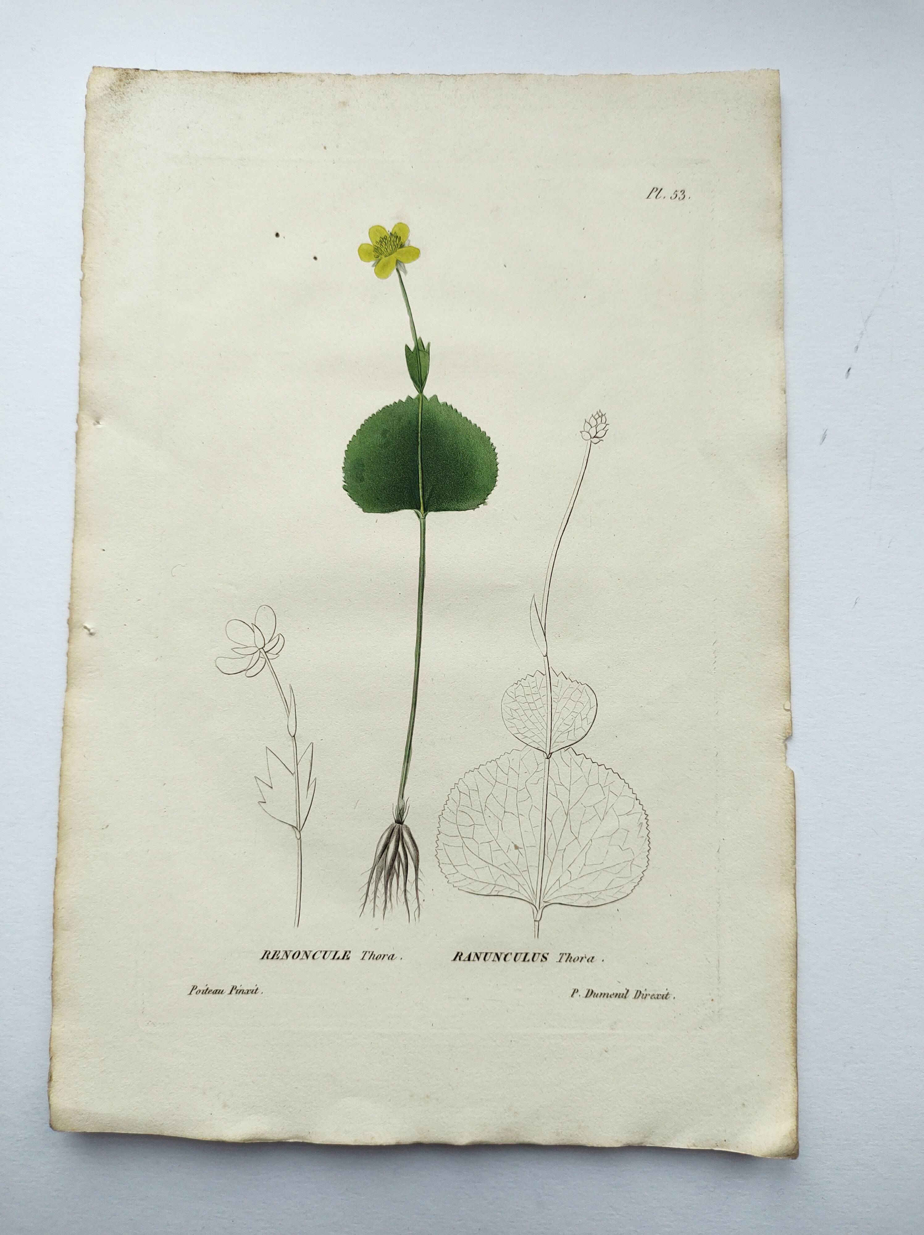 Gravure botanique ancienne de 1829 - Renoncule Thora- Par Pierre-Antoine Poiteau peinte à la main