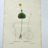 Antique botanical engraving from 1829 - Ranunculus Thora - Hand painted by Pierre-Antoine Poiteau