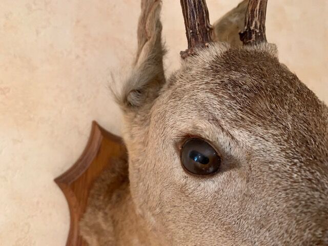 Taxidermy doe head deer deer hunting trophy