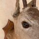 Taxidermy doe head deer deer hunting trophy