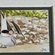 2 watercolors birds