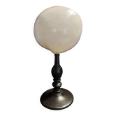 Cabinet of Curiosities codakia tigerina shell on base