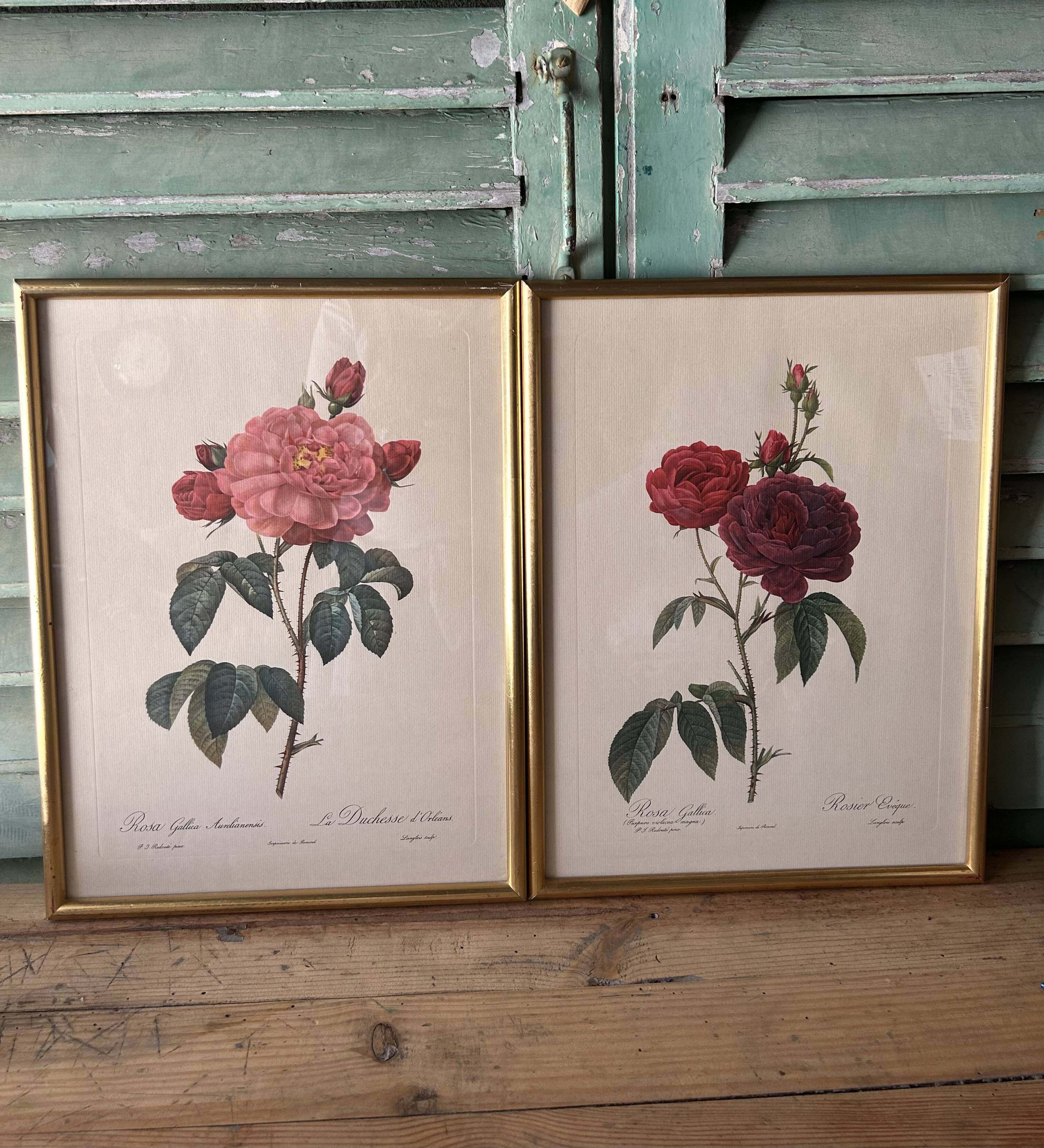 Paire de gravures Redouté