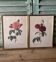 Pair of Redouté engravings