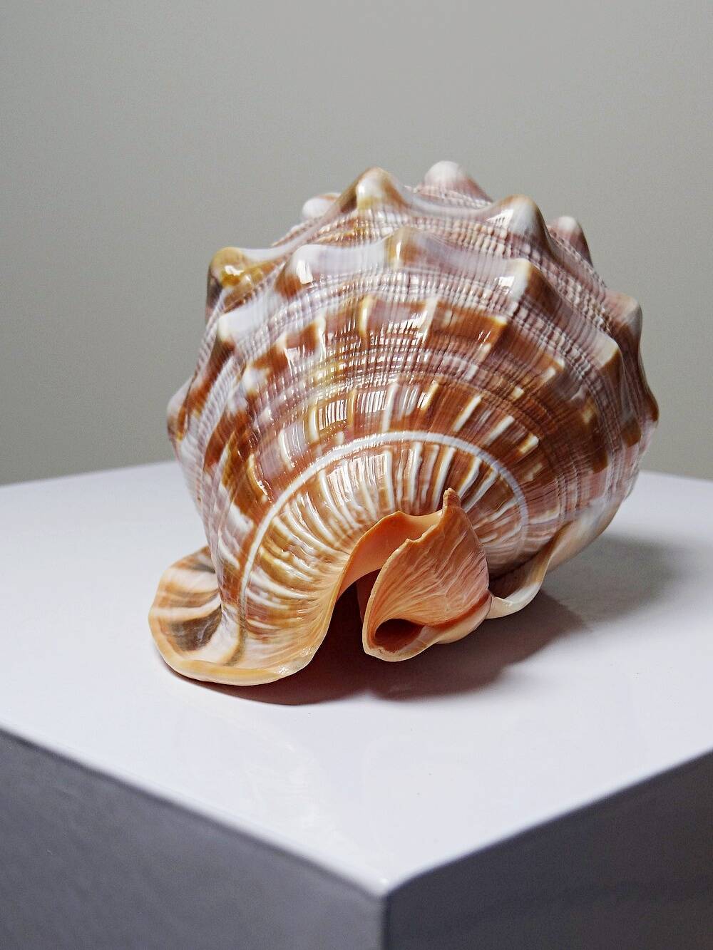 Large vintage shell cabinet of curiosities Cypraecassis rufa 15cm
