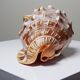 Large vintage shell cabinet of curiosities Cypraecassis rufa 15cm