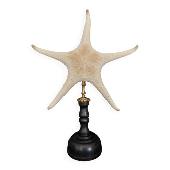 Cabinet de Curiosités étoile de mer poraster superbus sur socle