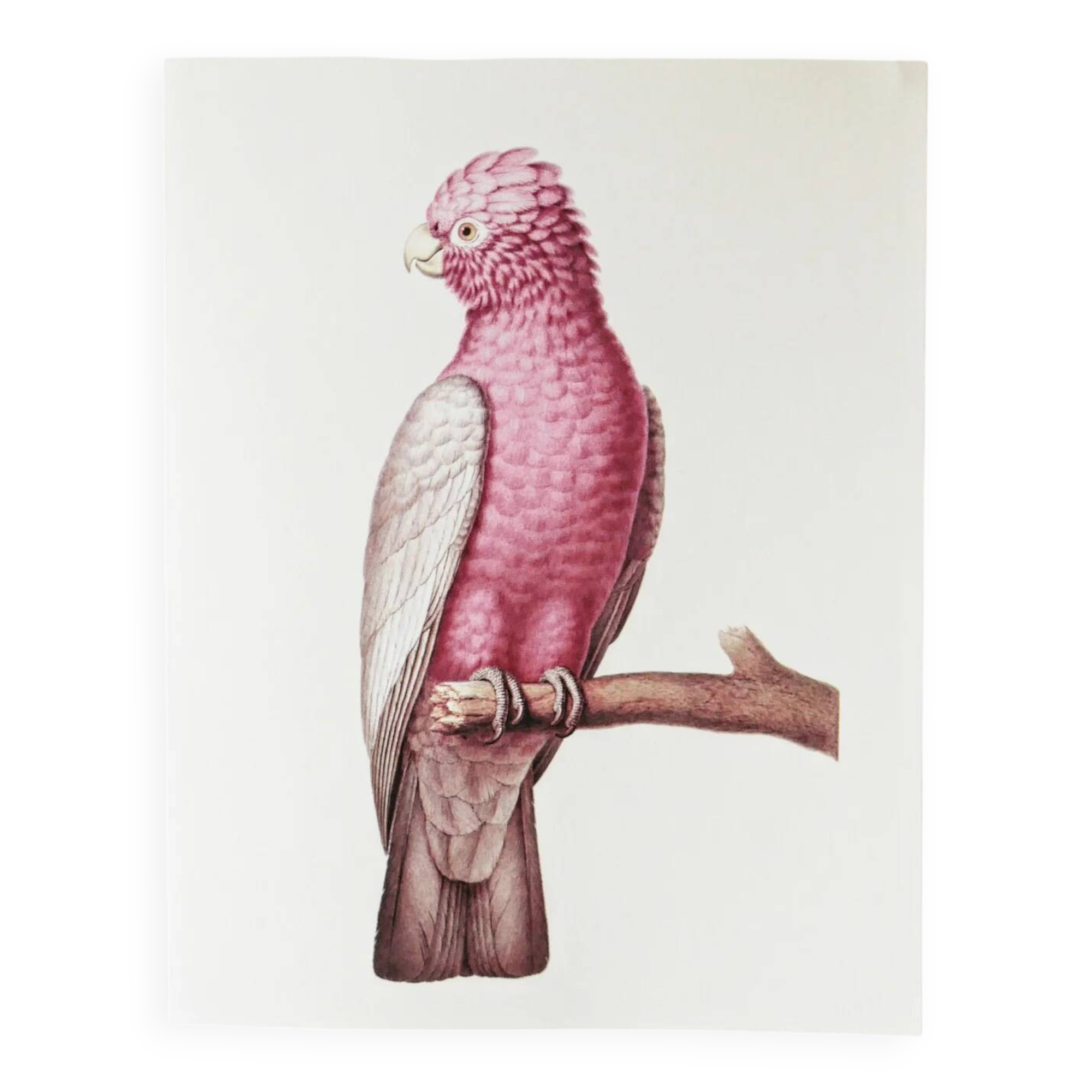 Plates of the bestiary from the Natural History Museum: Rose-breasted Cockatoos.