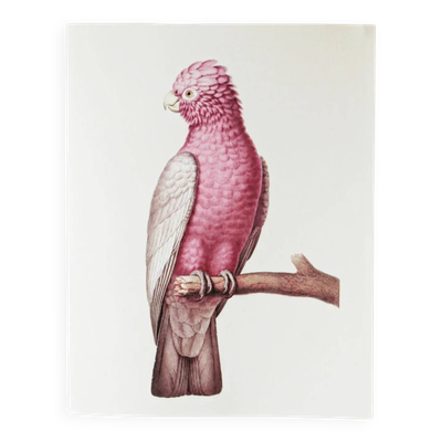 Planches de bestiaire muséum d'histoire naturelle Cacatoés à ventre rose