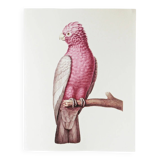 Plates of the bestiary from the Natural History Museum: Rose-breasted Cockatoos.