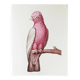 Planches de bestiaire muséum d'histoire naturelle Cacatoés à ventre rose
