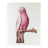 Plates of the bestiary from the Natural History Museum: Rose-breasted Cockatoos.
