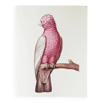 Plates of the bestiary from the Natural History Museum: Rose-breasted Cockatoos.
