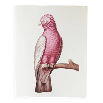 Plates of the bestiary from the Natural History Museum: Rose-breasted Cockatoos.