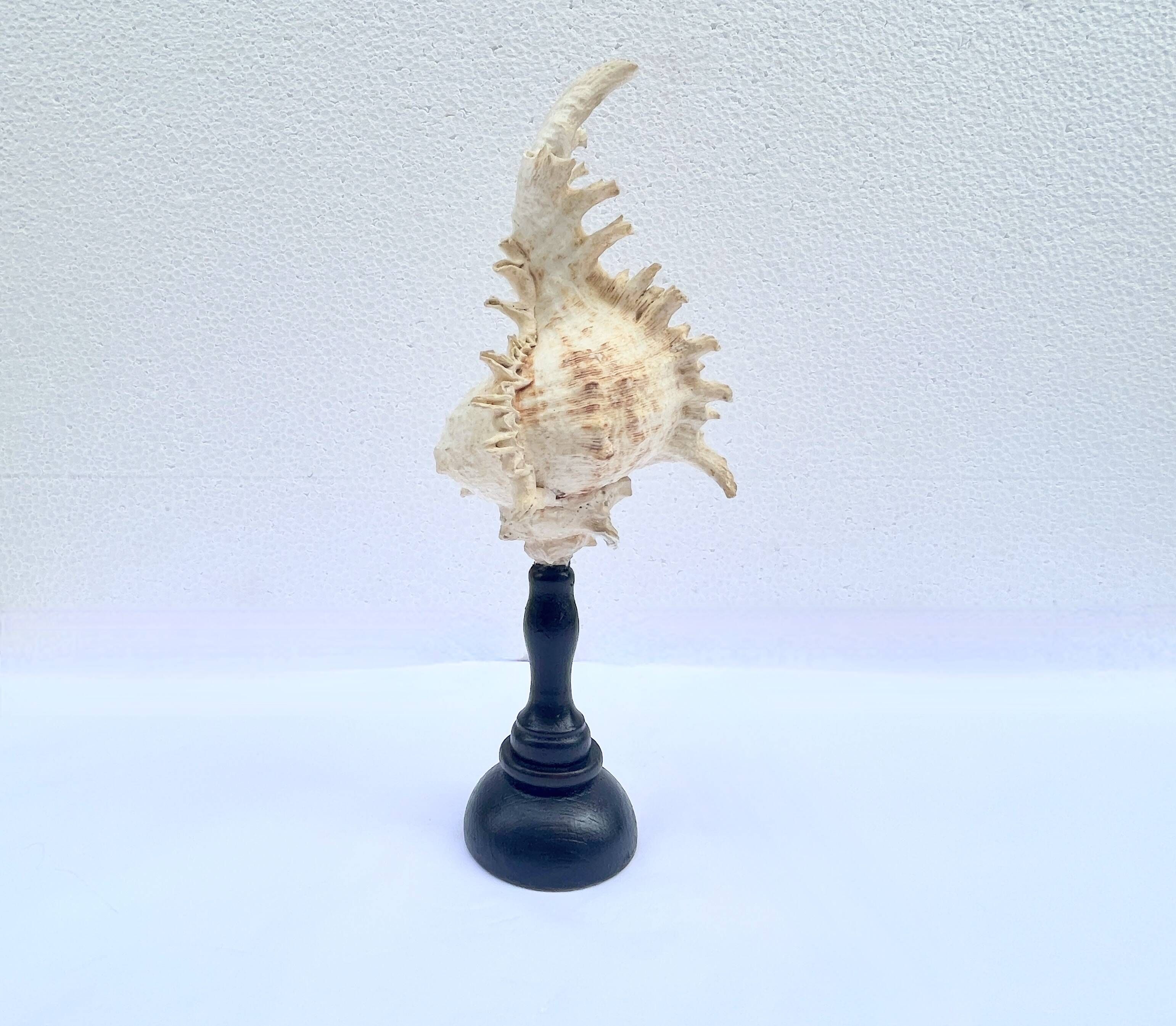 Old Murex Ramosus shell on turned wooden base Napoleon III 19th century cabinet of curiosities