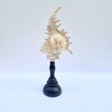 Old Murex Ramosus shell on turned wooden base Napoleon III 19th century cabinet of curiosities