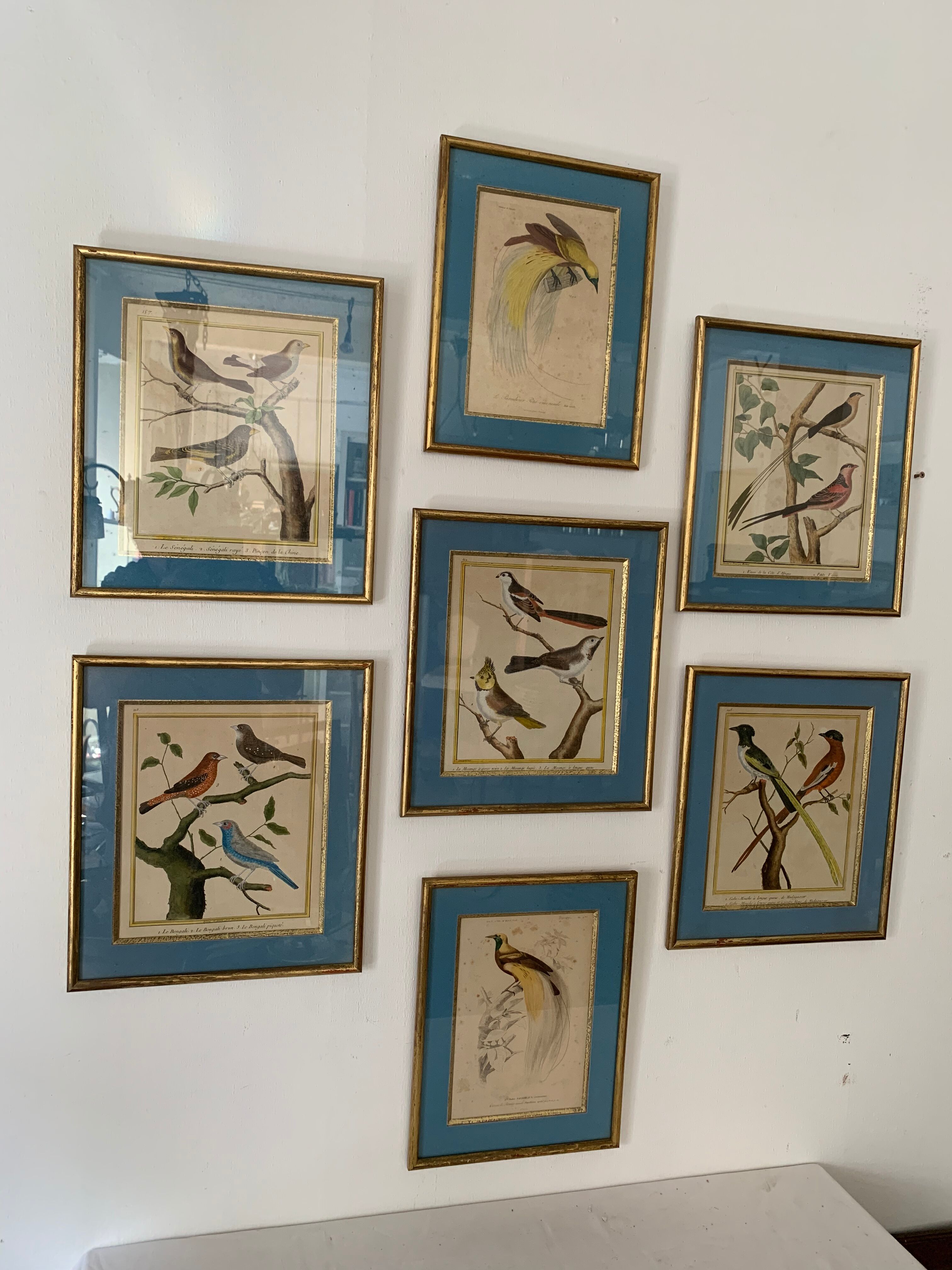 Set of 7 bird engravings