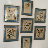 Set of 7 bird engravings