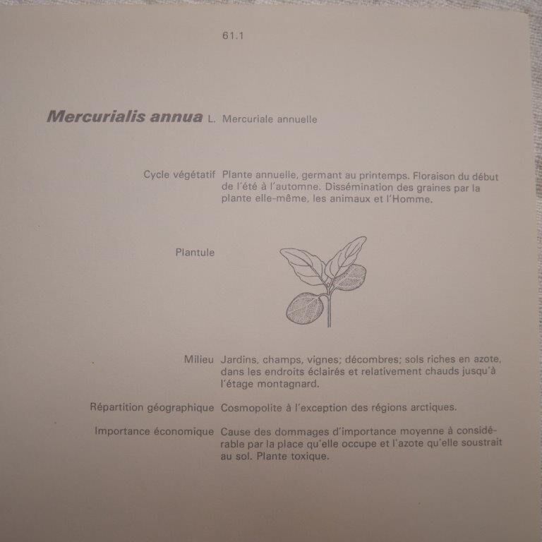 Planche botanique mercuriale annuelle