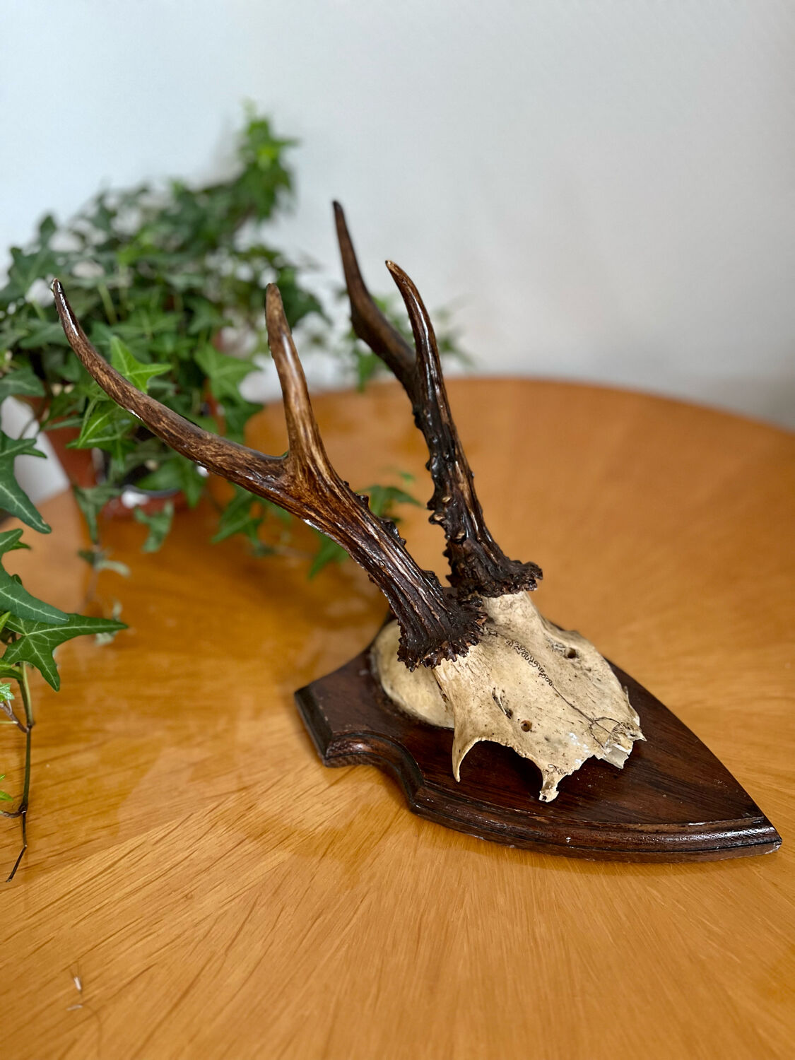 Bois de cerf en trophée vintage