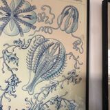 Triptyque Haeckel - « Formes artistiques de la nature » 40x60cm chacun