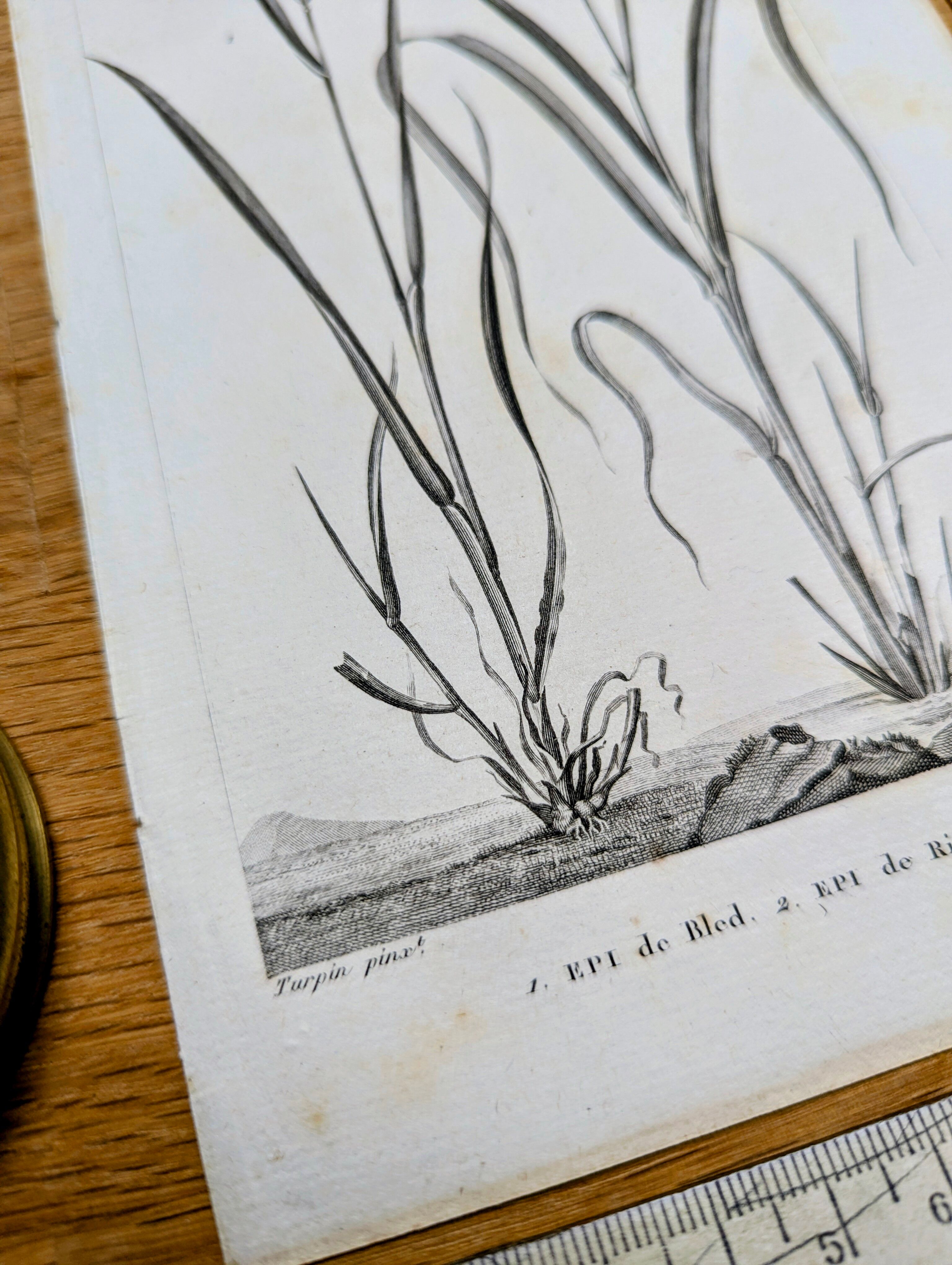 Printed in 1818, Wheat and Rice. Vintage botany.