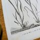 Printed in 1818, Wheat and Rice. Vintage botany.