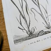 Printed in 1818, Wheat and Rice. Vintage botany.