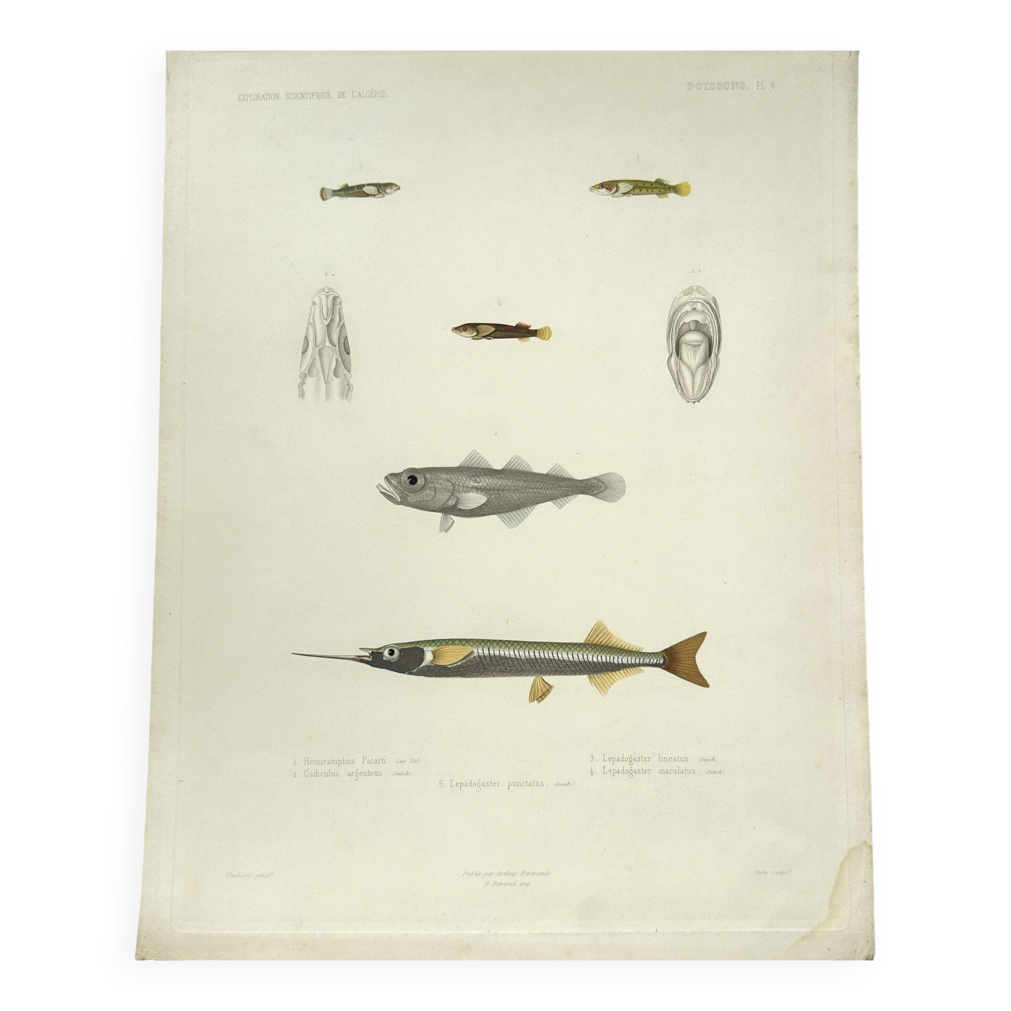 Original antique engraving Fish Algeria 1850 Guichenot Exploration