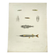 Original antique engraving Fish Algeria 1850 Guichenot Exploration