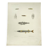 Gravure ancienne originale Poissons Algérie 1850 Guichenot Exploration