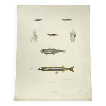 Original antique engraving Fish Algeria 1850 Guichenot Exploration