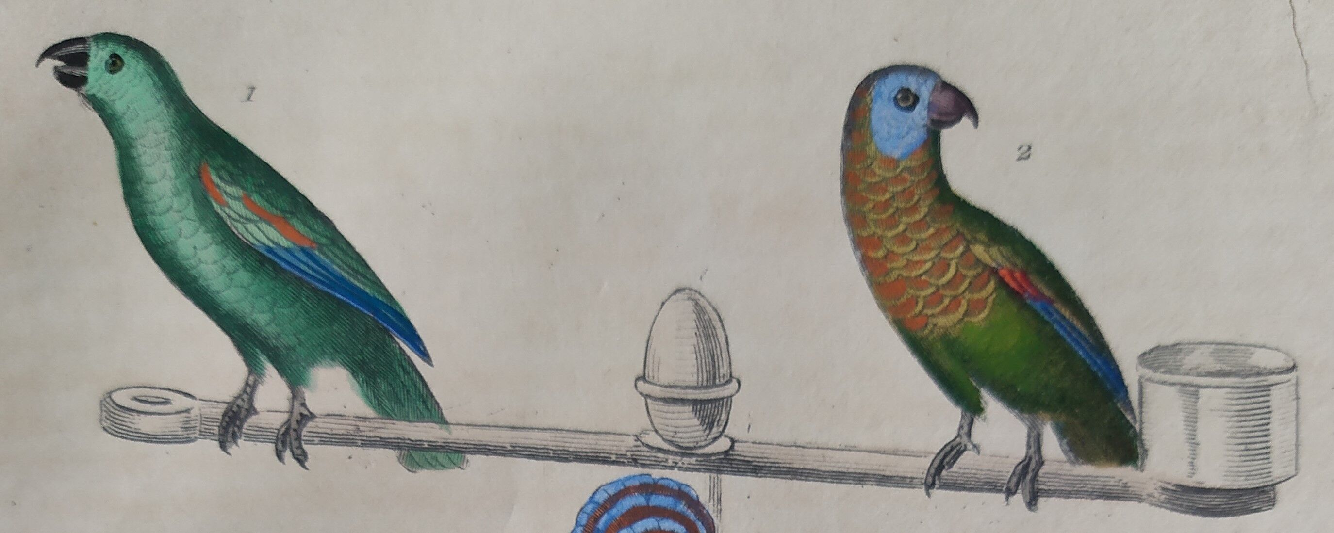 Original Ornithological plate " Meunier - Crik with blue face - &c... " Buffon (1836)