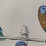 Original Ornithological plate " Meunier - Crik with blue face - &c... " Buffon (1836)