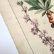 Botanical engraving from 1870 - Bois-Gentil and Yew - Lithograph of a plant