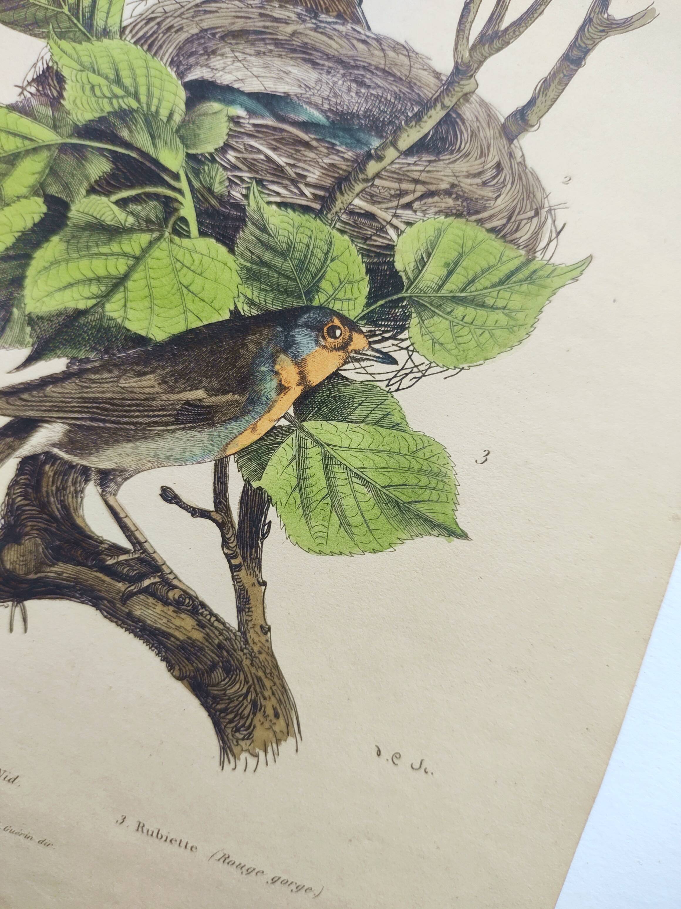 Old engraving from 1838 -Rossignol- Zoological hand-colored plate. Original. by Du Casse.