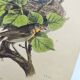 Old engraving from 1838 -Rossignol- Zoological hand-colored plate. Original. by Du Casse.