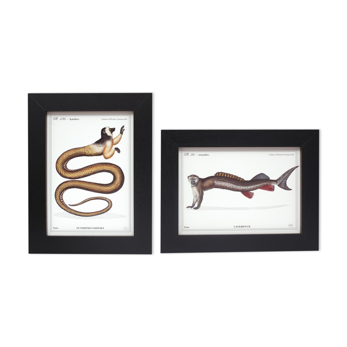 Set of 2 framed chimera lithograph animal engraving