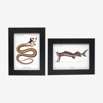 Set of 2 framed chimera lithography animal engraving