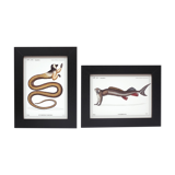 Set of 2 framed chimera lithograph animal engraving