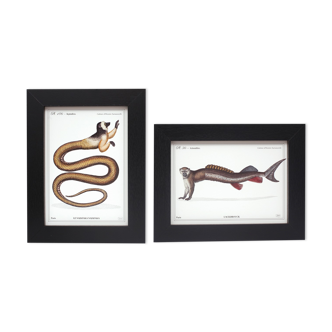 Set of 2 framed chimera lithography animal engraving