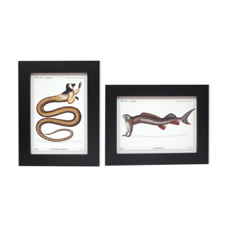 Set of 2 framed chimera lithograph animal engraving