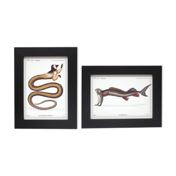 Set of 2 framed chimera lithograph animal engraving