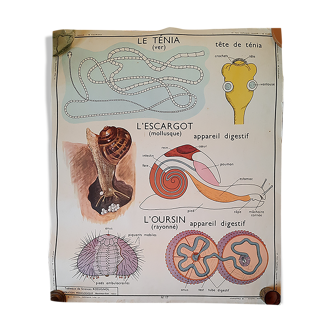 Rossignol pedagogical map