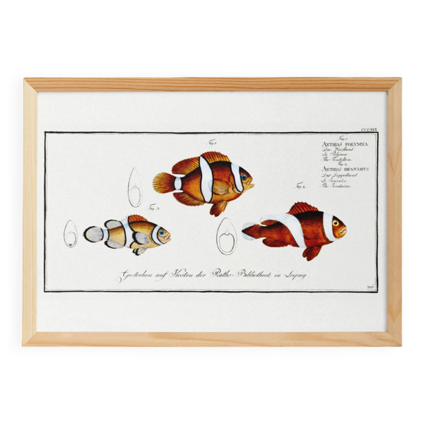 Affiche sur le poisson-clown, d’après une gravure ancienne de 1746.