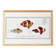 Poster on the clownfish, based on an old engraving from 1746.