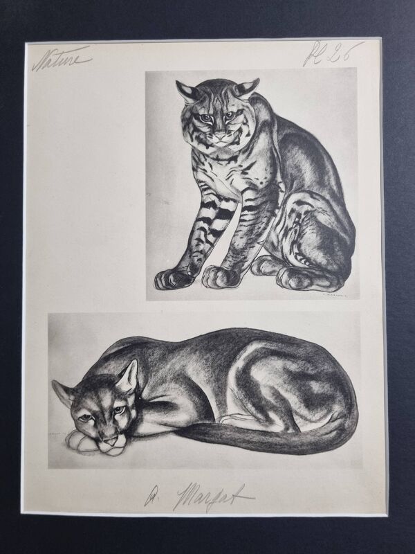 Planche illustrée, études de félins par André Margat, 1930