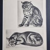 Illustrated plate, studies of felines by André Margat, 1930