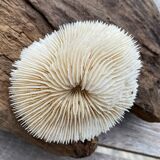 Vintage white coral